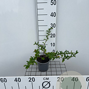 Chaenomeles sup. 'Texas Scarlet' 30-40 cm C1.3
