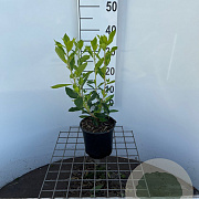 Clethra alnif. 'Hummingbird' 30-40 cm 2,5L