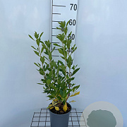 Clethra alnif. 'Hummingbird' 40-50 cm 2,5L