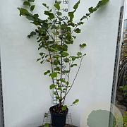 Corylus avellana 150-175 cm 7,5L