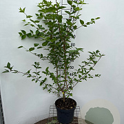 Cornus mas 125-150 cm 7,5L