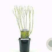 Cornus sericea 'Flaviramea' 40-50 cm 2,0L