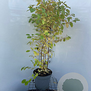 Cornus sang. 'Midwinter Fire' 80-100 cm 7,5L