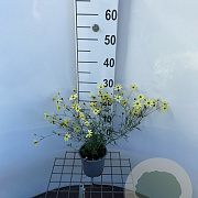Coreopsis vert. 'Moonbeam' 25-30 cm C1.3