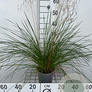 Deschampsia cesp. 'Palava' 40-50 cm 2,5L