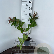 Diervilla splendens 30-40 cm C1.3