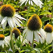 Echinacea p. 'Alba' 25-30 cm C1.3