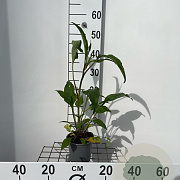 Echinacea p. 'Magnus' 25-30 cm C1.3