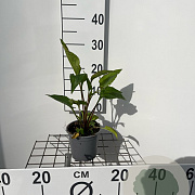 Echinacea purpurea 25-30 cm C1.3