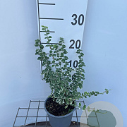 Euonymus fort. 'Emerald Gaiety' 25-30 cm C1.3