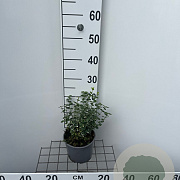 Euonymus fort. 'Emerald Gaiety' 25-30 cm 2,0L