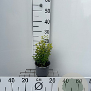 Euonymus fort. 'Emerald 'n' Gold' 25-30 cm 2,0L