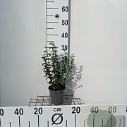 Euonymus fortunei radicans 30-40 cm C1.3