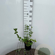 Euonymus fort. 'Vegetus' 30-40 cm 2,5L