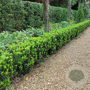 Euonymus jap. 'Jean Hugues' 15-20 cm C1.3