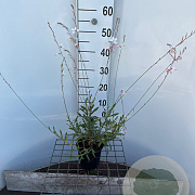 Gaura l. 'Whirling Butterflies' 30-40 cm C1.3