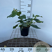 Hedera col. 'Fall Favourite' 30-40 cm 2,5L
