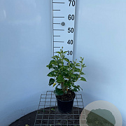 Hedera hel. 'Arborescens' 30-40 cm 2,5L