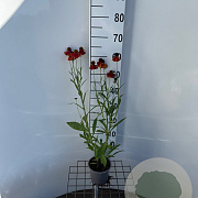 Helenium 'Moerheim Beauty' 30-40 cm C1.3
