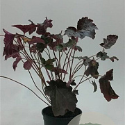 Heuchera m. 'Palace Purple' 20-25 cm C1.3