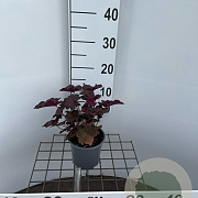 Heuchera m. 'Palace Purple' 20-25 cm C1.3