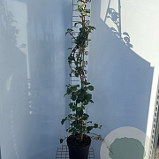 Hydrangea anomala petiolaris 140-150 cm 7,5L met stok