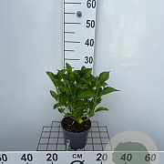 Hydrangea m. 'Alpenglühen' 25-30 cm 2,0L