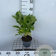 Hydrangea m. 'Blaumeise' 30-40 cm 2,0L