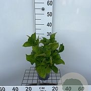Hydrangea m. 'Bodensee' 25-30 cm 2,0L