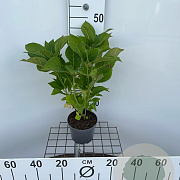 Hydrangea m. 'Bouquet Rose' 30-40 cm 2,0L