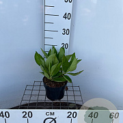 Hydrangea m. 'Libelle' 25-30 cm 2,0L