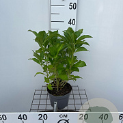 Hydrangea m. 'Mad. Emile Mouillère' 30-40 cm 2,0L