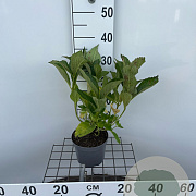 Hydrangea m. 'Mariesii Perfecta' 30-40 cm 2,0L