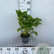 Hydrangea m. 'Nikko Blue' 30-40 cm 2,0L