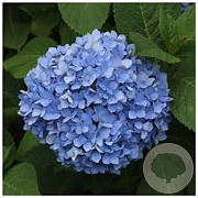 Hydrangea m. 'Nikko Blue' 30-40 cm 2,0L