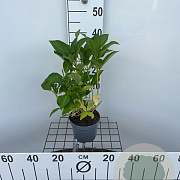 Hydrangea m. 'Soeur Thérèse' 25-30 cm 2,0L