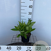 Hydrangea macrophylla 'White Wave' 25-30 cm 2,0L