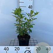 Hydrangea pan. 'Limelight' 30-40 cm 2,5L