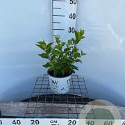 Hydrangea pan. Little Lime 30-40 cm 3,0L