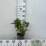 Hydrangea pan. 'Wim's Red' 30-40 cm 2,0L