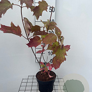 Hydrangea quercifolia 30-40 cm 2,0L