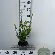 Ilex maximowicziana kanehirae 30-40 cm 2,0L