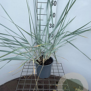 Leymus arenarius 'Blue Dune' 40-50 cm 2,5L