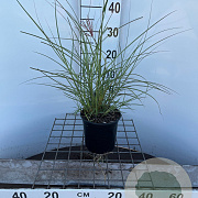 Miscanthus sin. 'Red Chief' 30-40 cm 2,5L