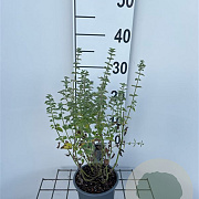 Nepeta faassenii 'Six Hills Giant' 30-40 cm C1.3