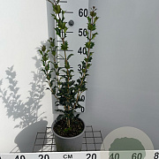 Osmanthus heterophyllus 40-50 cm 3,0L