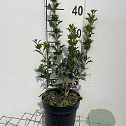 Osmanthus heterophyllus 40-50 cm 3,0L