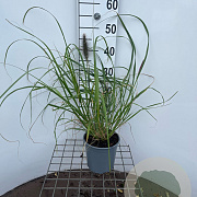 Pennisetum al. 'Black Beauty' 30-40 cm 2,5L