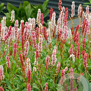 Persicaria aff. 'Darjeeling Red' 25-30 cm C1.3