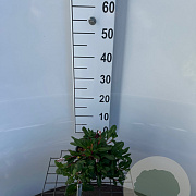 Persicaria aff. 'Darjeeling Red' 25-30 cm C1.3